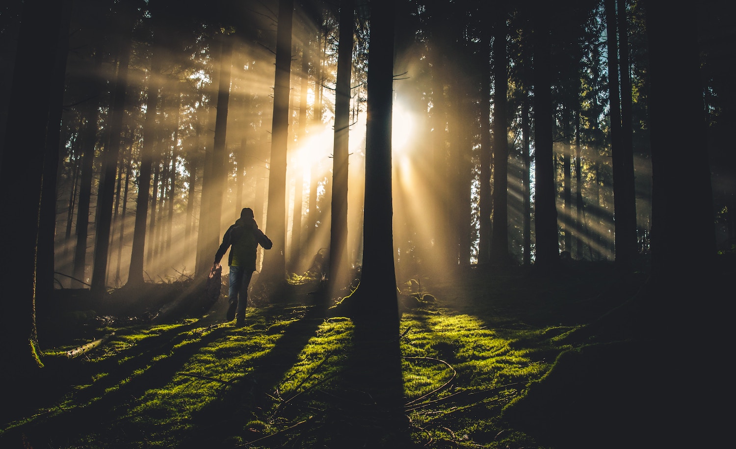 a highly sensitive person forest bathing
