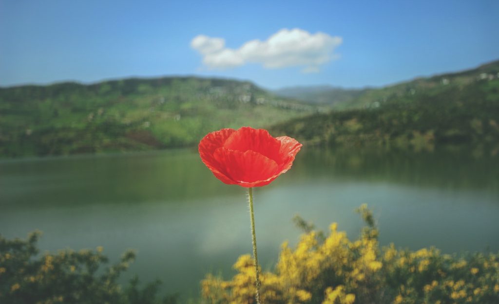 a flower represents the sensitive nature of a highly sensitive person